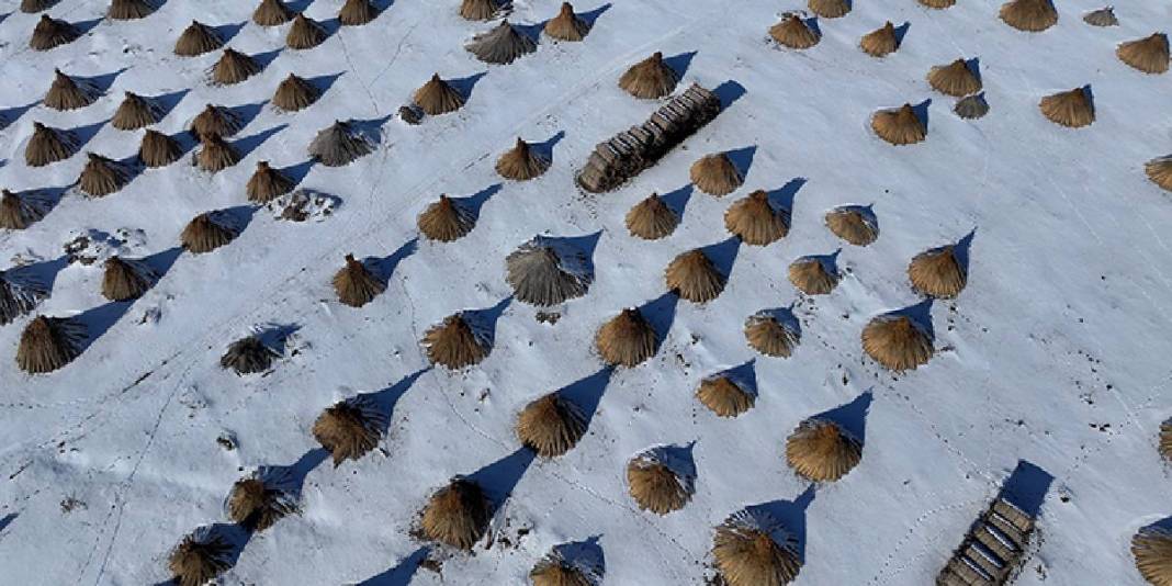 Dondurucu soğuk engel olmuyor, hasat devam ediyor! Bölge halkının gelir kaynağı: “Çocuklarımı bu işle büyütüyorum” 6